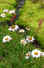 Mountain Daisies 2006