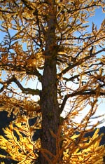 Upper Enchantments 2006