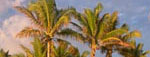 tropical