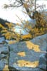 Colchuck Lake Larch