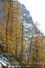 Aasgard Larch