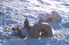 Interglacier Camp