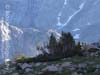 Trees in the Cirque