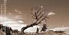 Withered Wind River