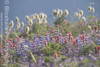 Snowgrass Flats Flowers