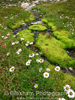 Mountain Daisies