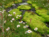 Wispy Daisies