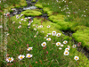 Mountain Daisy Grass