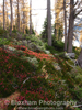 Mountain Heather
