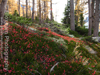 Heather Fire