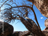 Desert Snag